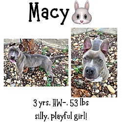 Thumbnail photo of Macy #1