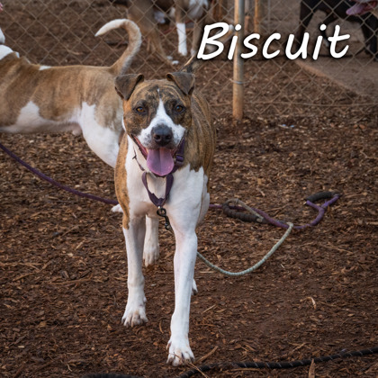 Photo of Biscuit*