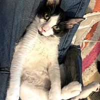 adopt a pet