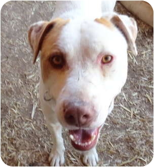 Pie Town Nm Australian Cattle Dog Meet Rusty A Pet For Adoption