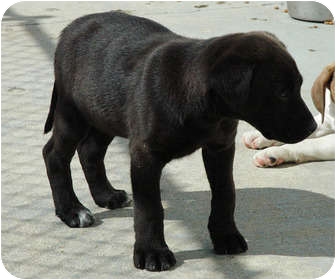 Ripley Tn Labrador Retriever Meet Lab Mix Pups Free 227 29