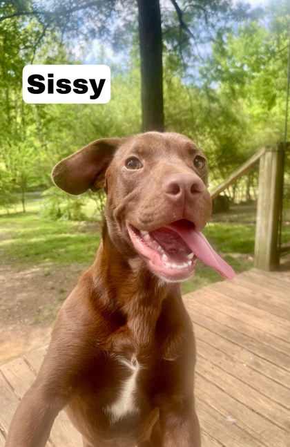 Photo of Sissy