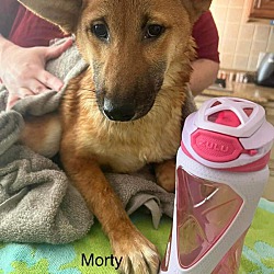 Thumbnail photo of Morty #1