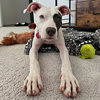 adopt a pet