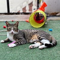 adopt a pet