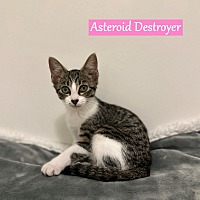 adopt a pet