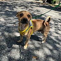 adopt-pet