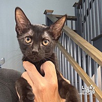 adopt a pet