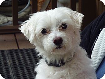 Downers Grove Il Maltese Meet Leo A Pet For Adoption