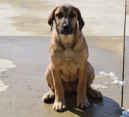 German shorthaired 2024 pointer mastiff mix