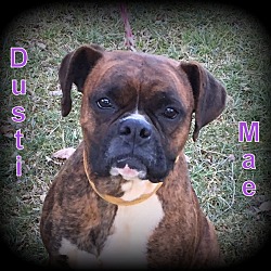 Thumbnail photo of Dusti Mae #3