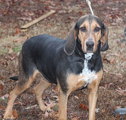 Black and tan walker hot sale hound