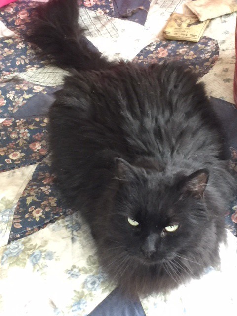 Monroe Ct Maine Coon Meet Blue A Pet For Adoption