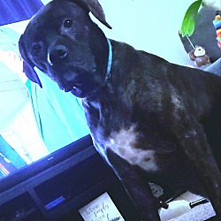 Boxer Puppies For Sale In Flint Michigan Adoptapet Com