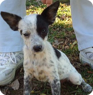 blue heeler mixed with chihuahua
