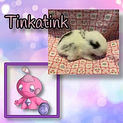 Thumbnail photo of Tinkatink #3