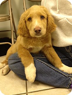 Russellville Ky Golden Retriever Meet Kris A Pet For Adoption