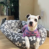 adopt a pet