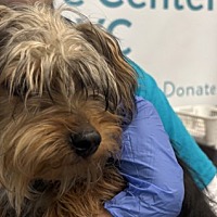 adopt a pet