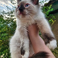 adopt a pet