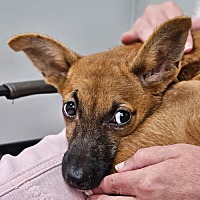 adopt a pet