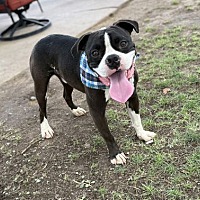 adopt-pet