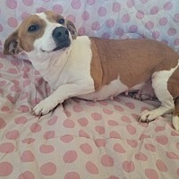 Beagle Puppies For Sale In Oklahoma Adoptapet Com