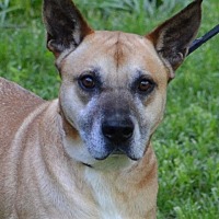 Boxer Puppies For Sale In Northampton Massachusetts Adoptapet Com