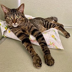 Karma Cat Zen Dog Rescue Society In Milltown New Jersey
