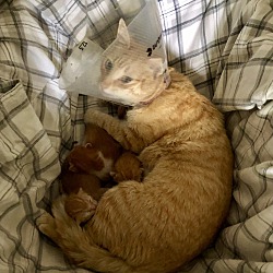 Thumbnail photo of Meow Meow & 3 kittens! #2