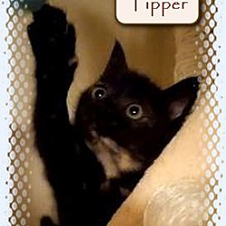 Thumbnail photo of Striper #4