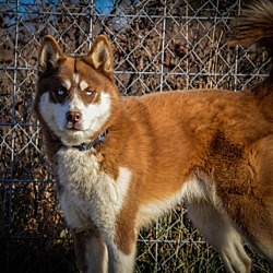 Photo of Thor