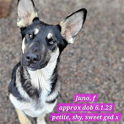 Thumbnail photo of Juno #2
