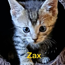 Photo of ZAX Kitten