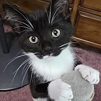 adopt a pet
