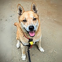 adopt a pet