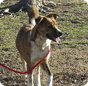 Beebe Humane Society Desperate House Dogs Pa Beebe Humane Society Desperate House Dogs Pa