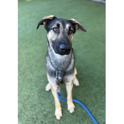 Photo of Ninja Gaiden, adoptable German Shepherd Dog in Roseville, California