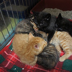 Thumbnail photo of Quarter Kittens (6) #2