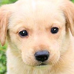 Thumbnail photo of ELLIE(ADORABLE YELLOW LAB PUP! #1