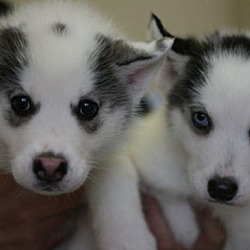 Thumbnail photo of Mishka's Puppies! #1