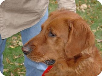 Boone Ia Golden Retriever Meet Casey A Pet For Adoption