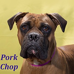 Thumbnail photo of Pork Chop #1