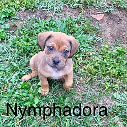 Thumbnail photo of Nymphadora #1