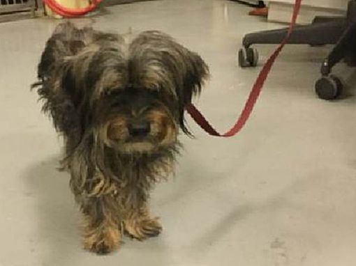 Vancouver Wa Yorkie Yorkshire Terrier Meet Fiona A Pet For Adoption