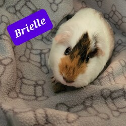 Photo of BRIELLE