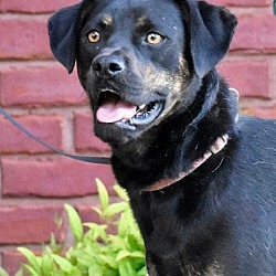 Thumbnail photo of SYBIL #2