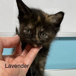 Thumbnail photo of Lavender #2