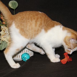 Thumbnail photo of Marmalade #3