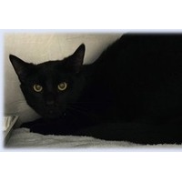adopt-pet